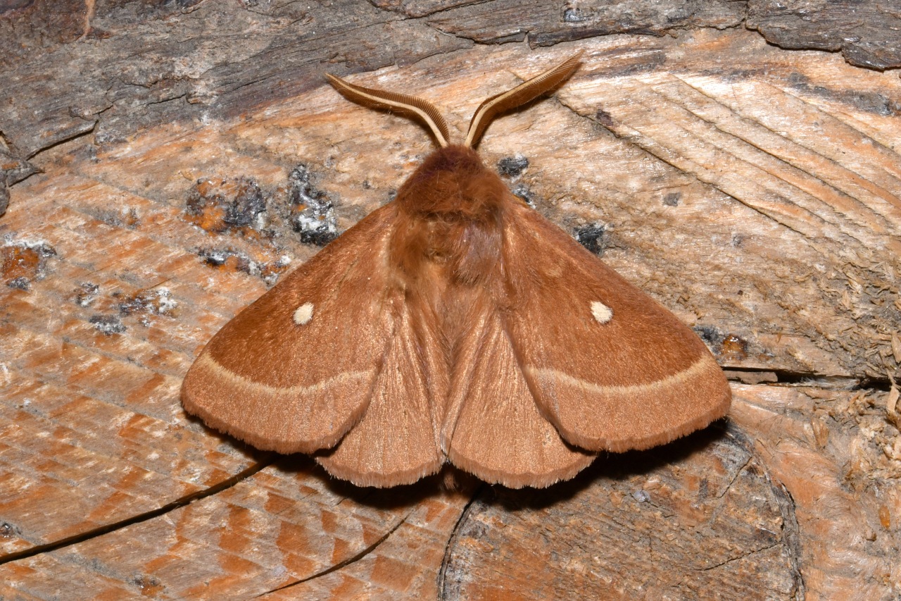 Lasiocampa trifolii (Denis & Schiffermüller, 1775) - Bombyx du Trèfle (mâle)