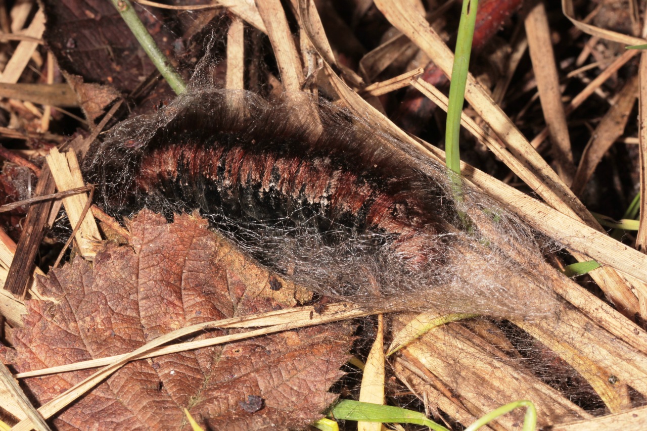 Macrothylacia rubi (Linnaeus, 1758) - Bombyx de la ronce, Anneau du Diable (chenille)