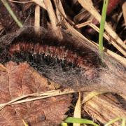 Macrothylacia rubi (Linnaeus, 1758) - Bombyx de la ronce, Anneau du Diable (chenille)