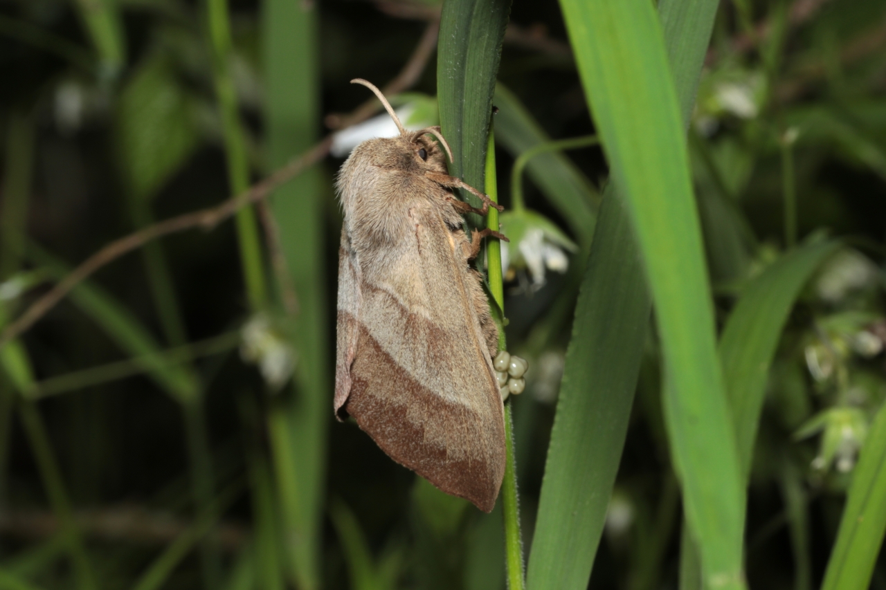 Macrothylacia rubi (Linnaeus, 1758) - Bombyx de la ronce (femelle en ponte)