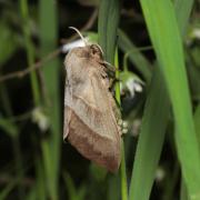 Macrothylacia rubi (Linnaeus, 1758) - Bombyx de la ronce (femelle en ponte)