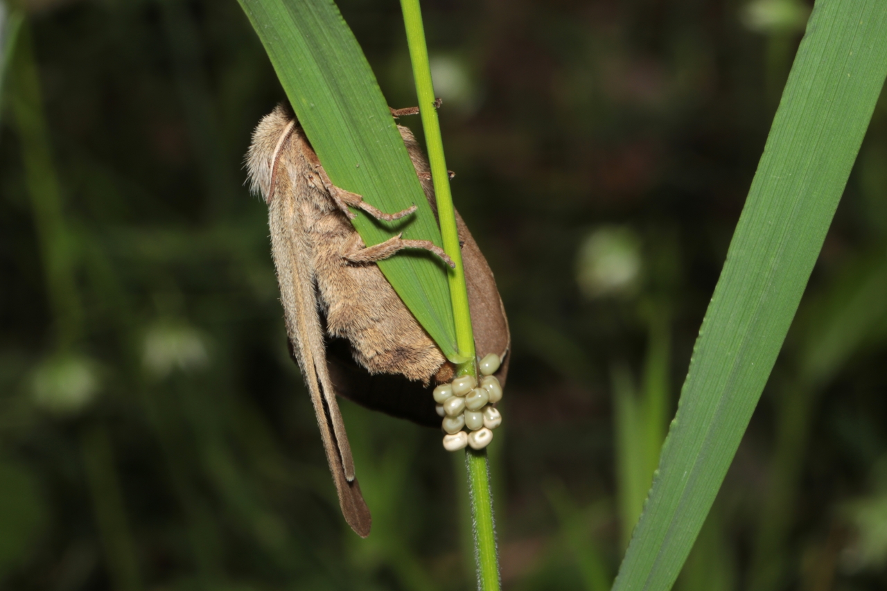 Macrothylacia rubi (Linnaeus, 1758) - Bombyx de la ronce (femelle en ponte)