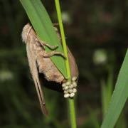 Macrothylacia rubi (Linnaeus, 1758) - Bombyx de la ronce (femelle en ponte)