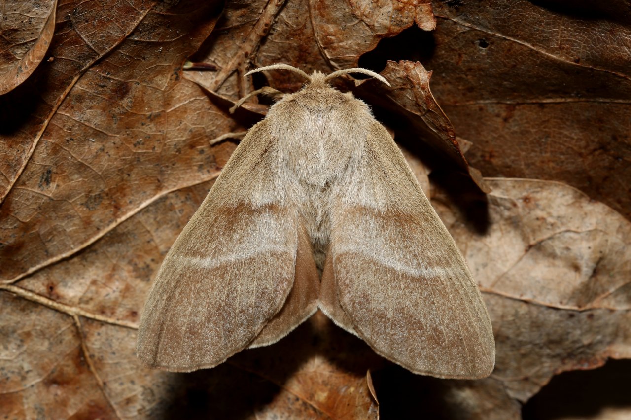 Macrothylacia rubi (Linnaeus, 1758) - Bombyx de la ronce (femelle)