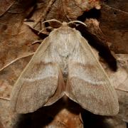 Macrothylacia rubi (Linnaeus, 1758) - Bombyx de la ronce (femelle)