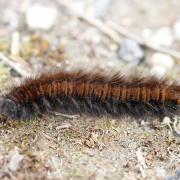 Macrothylacia rubi (Linnaeus, 1758) - Bombyx de la ronce, Anneau du Diable (chenille)