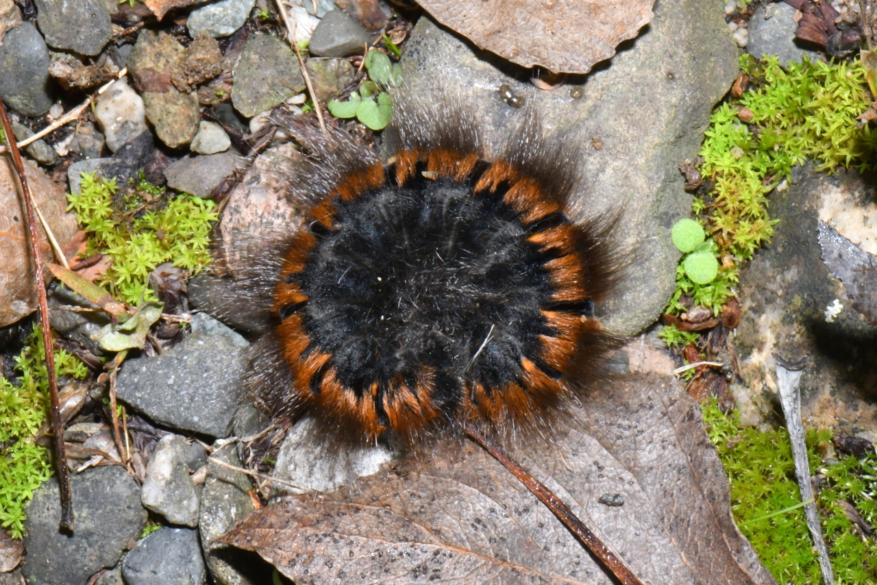 Macrothylacia rubi (Linnaeus, 1758) - Bombyx de la ronce, Anneau du Diable (chenille)