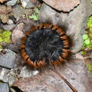 Macrothylacia rubi (Linnaeus, 1758) - Bombyx de la ronce, Anneau du Diable (chenille)