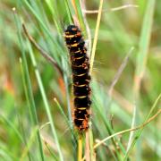 Macrothylacia rubi (Linnaeus, 1758) - Bombyx de la ronce, Anneau du Diable (chenille)