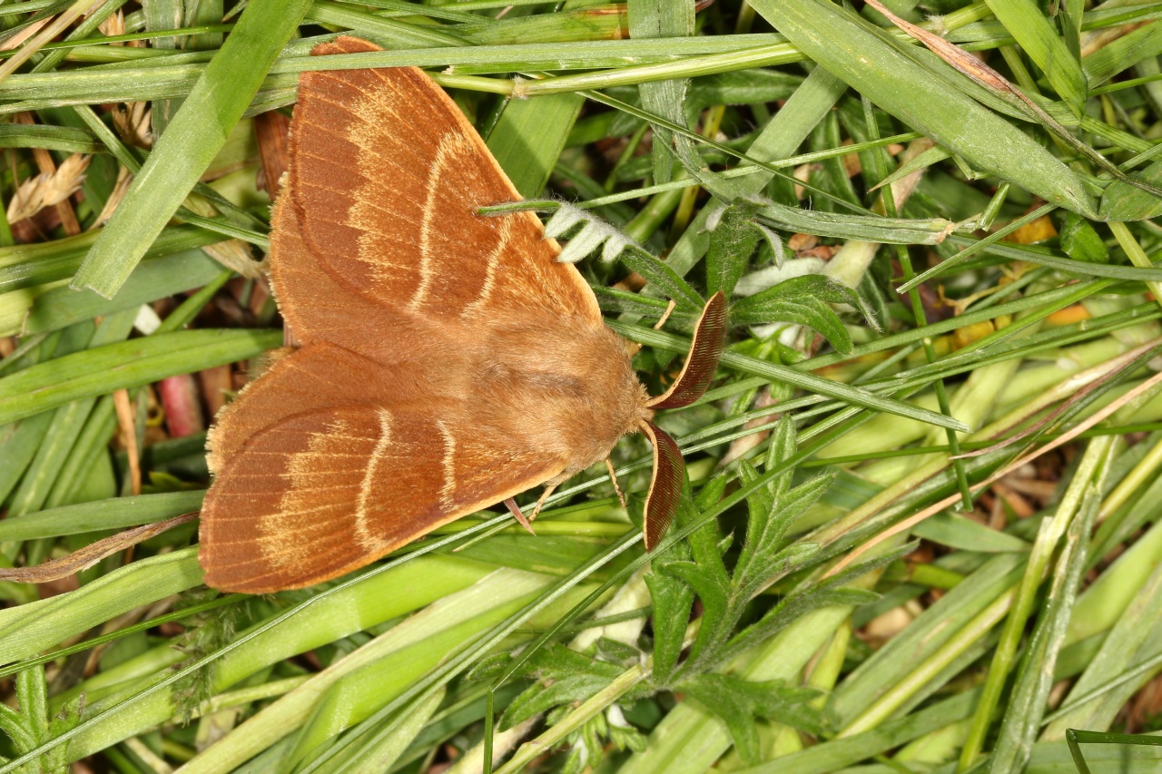 Macrothylacia rubi (Linnaeus, 1758) - Bombyx de la ronce (mâle)