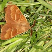 Macrothylacia rubi (Linnaeus, 1758) - Bombyx de la ronce (mâle)