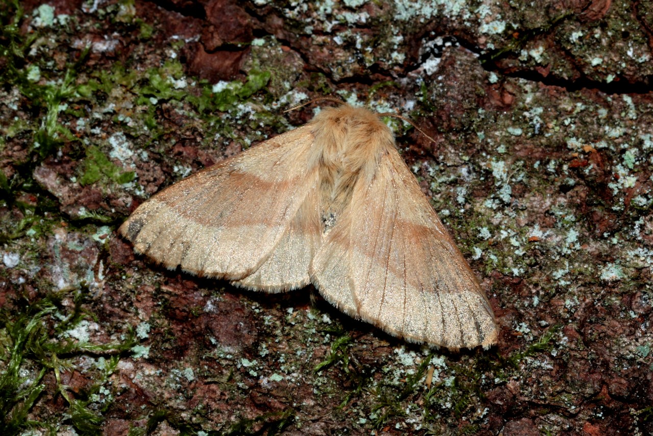 Malacosoma neustria (Linnaeus, 1758) - Livrée des arbres, Bombyx à livrée (femelle)