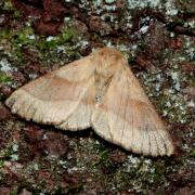 Malacosoma neustria (Linnaeus, 1758) - Livrée des arbres, Bombyx à livrée (femelle)