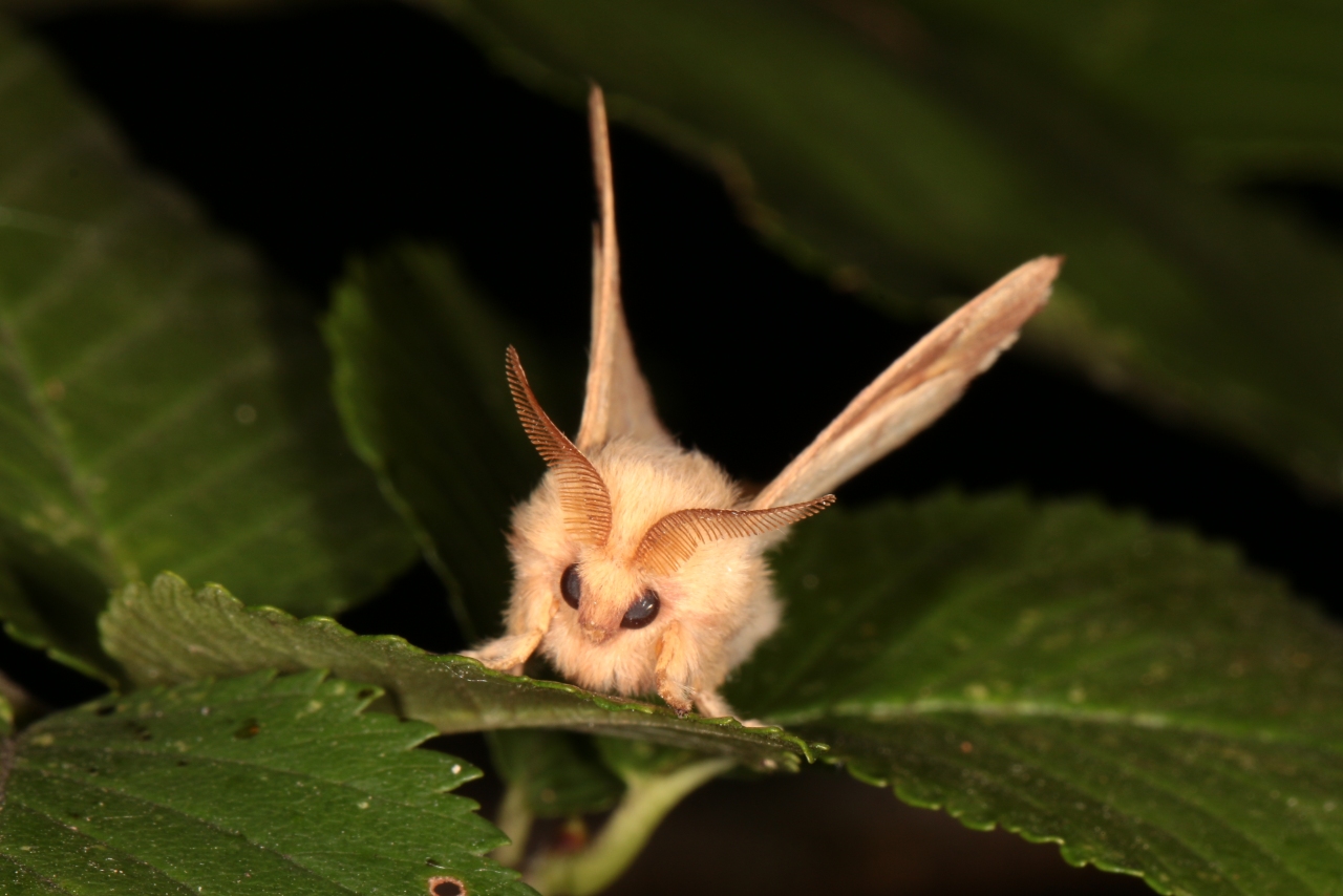 Malacosoma neustria (Linnaeus, 1758) - Livrée des arbres, Bombyx à livrée (mâle)