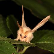 Malacosoma neustria (Linnaeus, 1758) - Livrée des arbres, Bombyx à livrée (mâle)