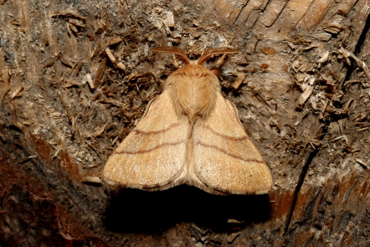 Malacosoma neustria (Linnaeus, 1758) - Livrée des arbres, Bombyx à livrée (mâle)