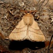 Malacosoma neustria (Linnaeus, 1758) - Livrée des arbres, Bombyx à livrée (mâle)