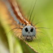 Malacosoma neustria (Linnaeus, 1758) - Livrée des arbres, Bombyx à livrée (chenille)