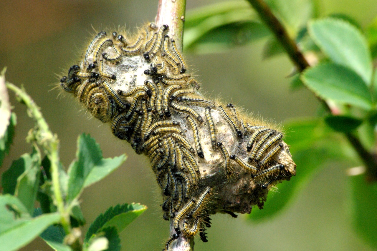 Malacosoma neustria (Linnaeus, 1758) - Livrée des arbres, Bombyx à livrée (chenilles)