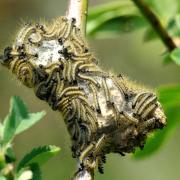 Malacosoma neustria (Linnaeus, 1758) - Livrée des arbres, Bombyx à livrée (chenilles)