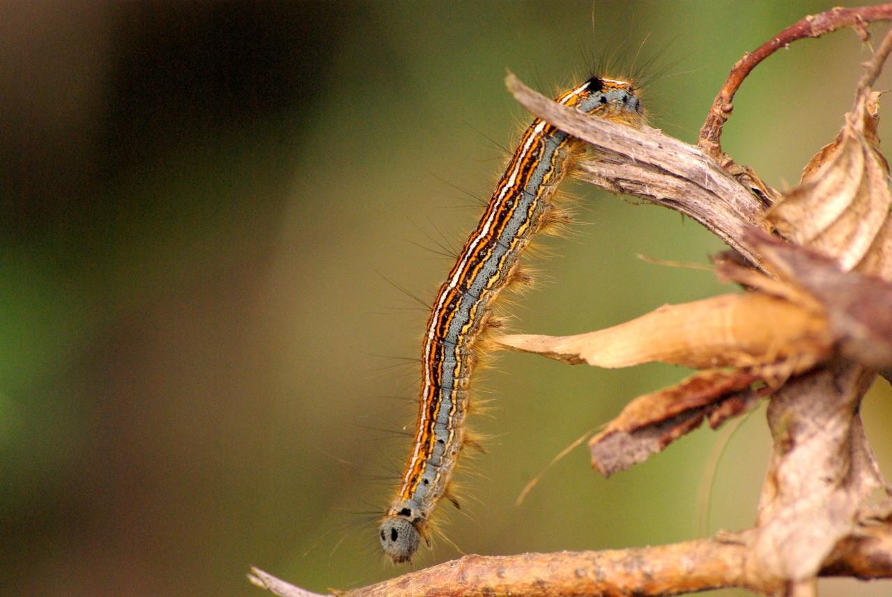 Malacosoma neustria (Linnaeus, 1758) - Livrée des arbres, Bombyx à livrée (chenille)