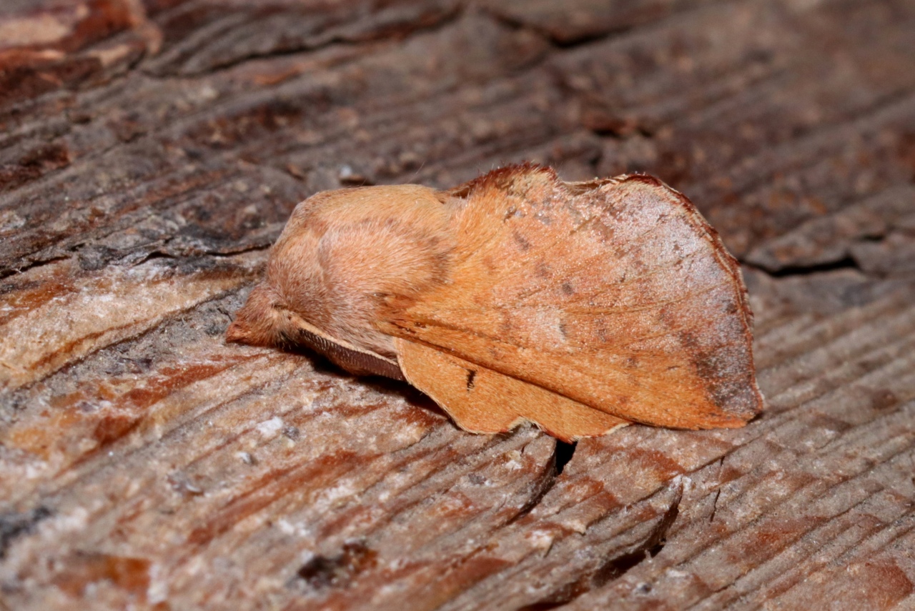 Phyllodesma tremulifolia (Hübner, 1810) - Petite Feuille-Morte, Feuille-Morte du tremble