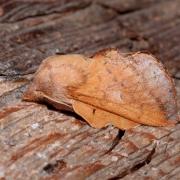 Phyllodesma tremulifolia (Hübner, 1810) - Petite Feuille-Morte, Feuille-Morte du tremble