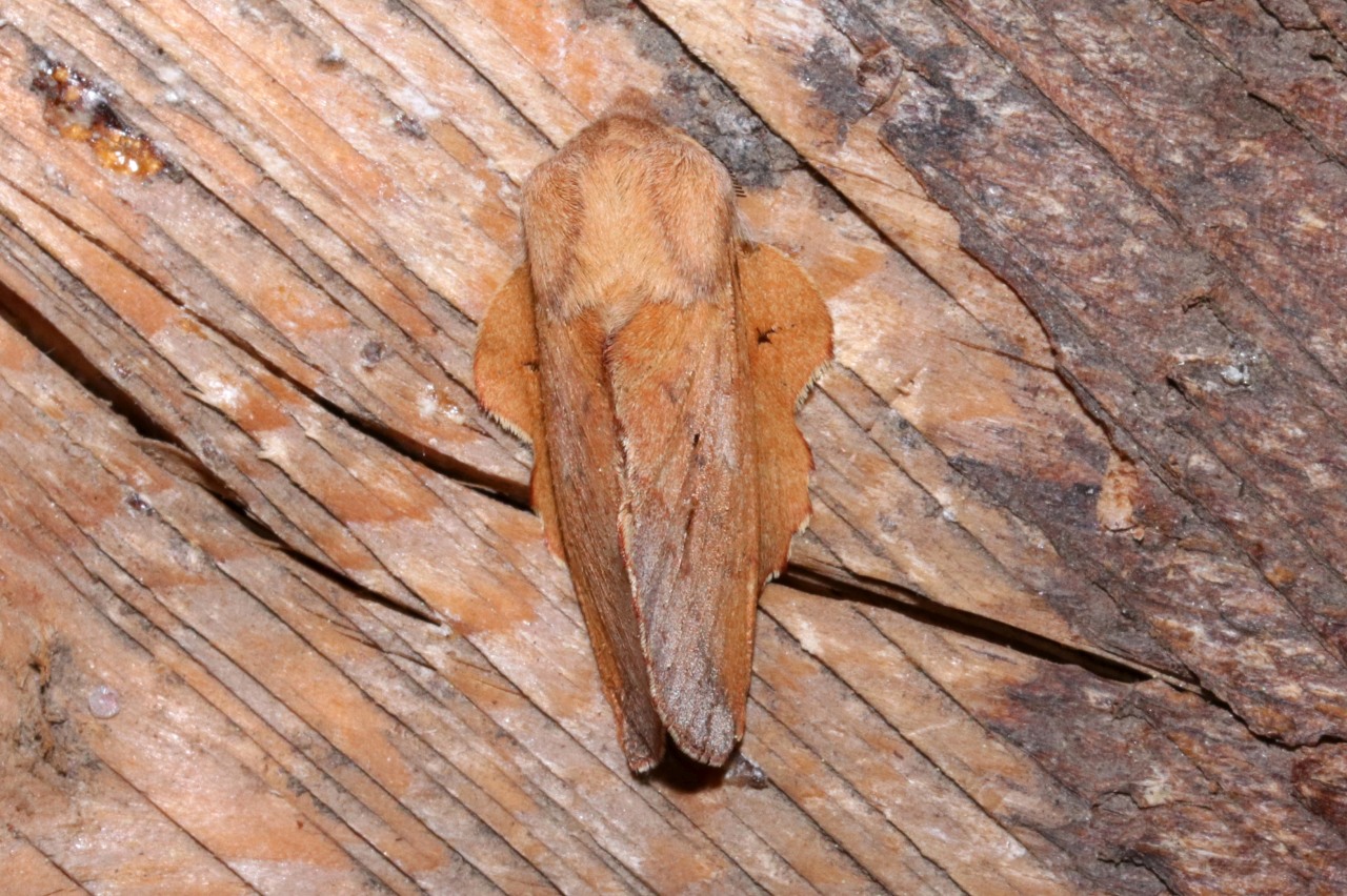 Phyllodesma tremulifolia (Hübner, 1810) - Petite Feuille-Morte, Feuille-Morte du tremble