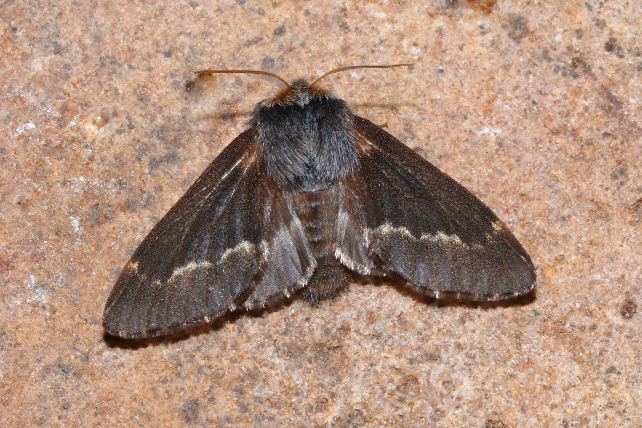 Poecilocampa populi (Linnaeus, 1758) - Bombyx du Peuplier (femelle)