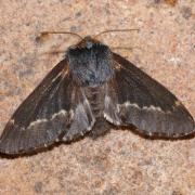 Poecilocampa populi (Linnaeus, 1758) - Bombyx du Peuplier (femelle)