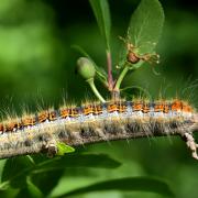 Trichiura crataegi (Linnaeus, 1758) - Bombyx de l'Aubépine (chenille)