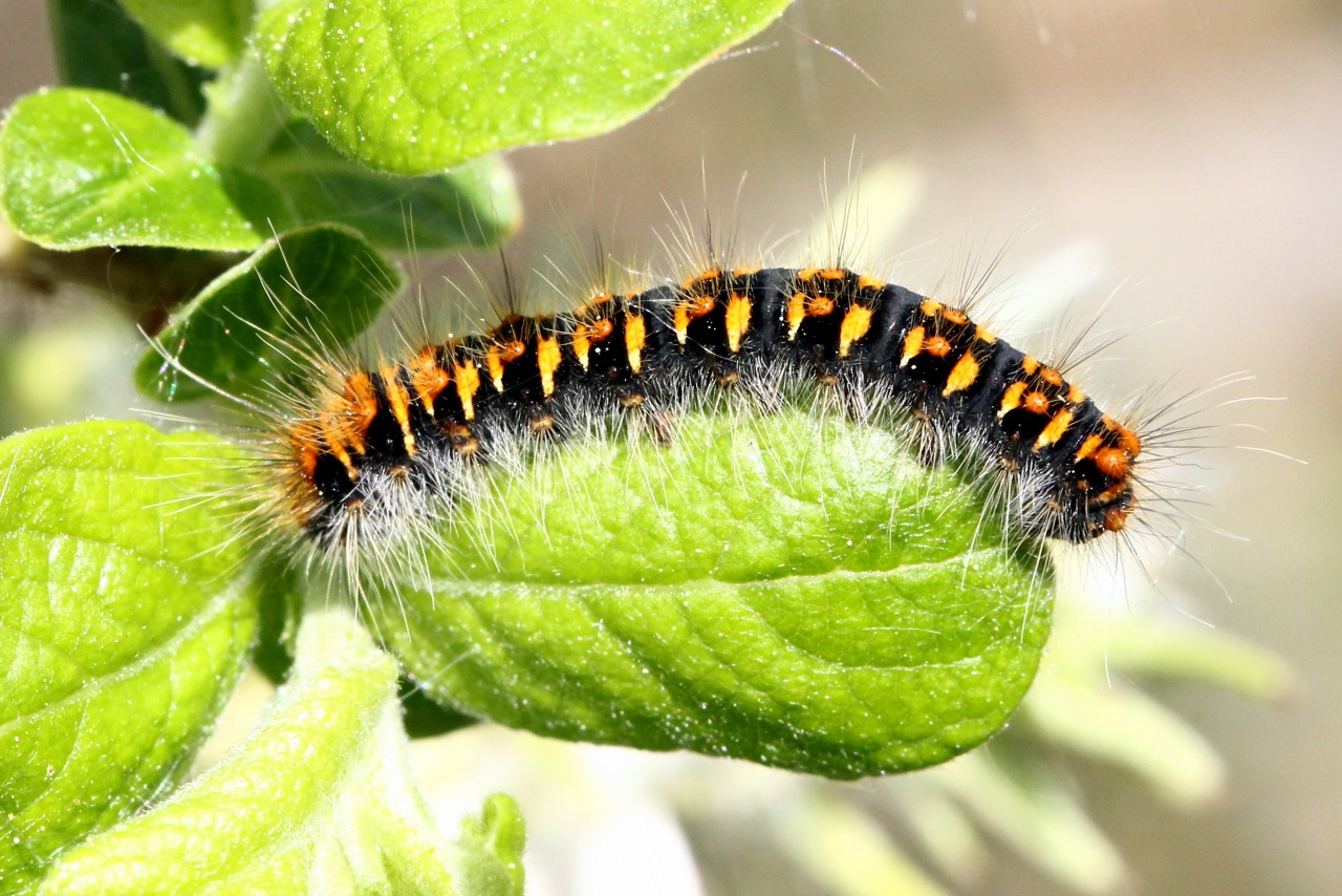 Trichiura crataegi (Linnaeus, 1758) - Bombyx de l'Aubépine (chenille)