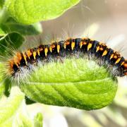 Trichiura crataegi (Linnaeus, 1758) - Bombyx de l'Aubépine (chenille)