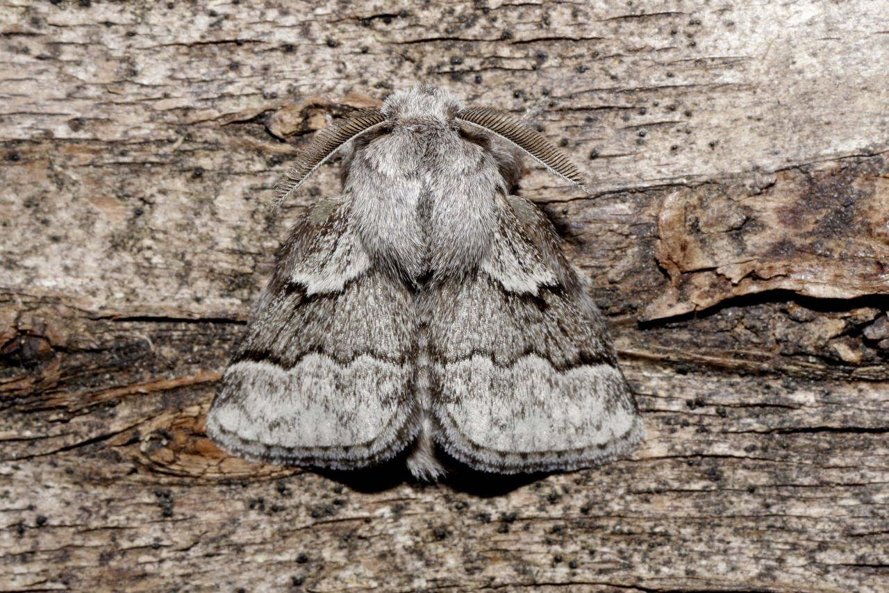 Trichiura crataegi (Linnaeus, 1758) - Bombyx de l'Aubépine (mâle)