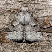 Trichiura crataegi (Linnaeus, 1758) - Bombyx de l'Aubépine (mâle)