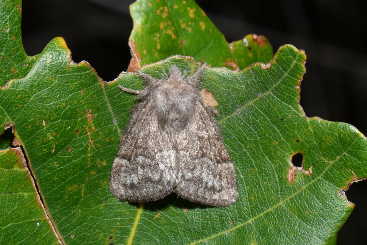 Trichiura crataegi (Linnaeus, 1758) - Bombyx de l'Aubépine (femelle)