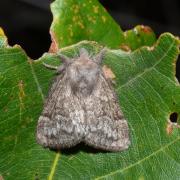 Trichiura crataegi (Linnaeus, 1758) - Bombyx de l'Aubépine (femelle)