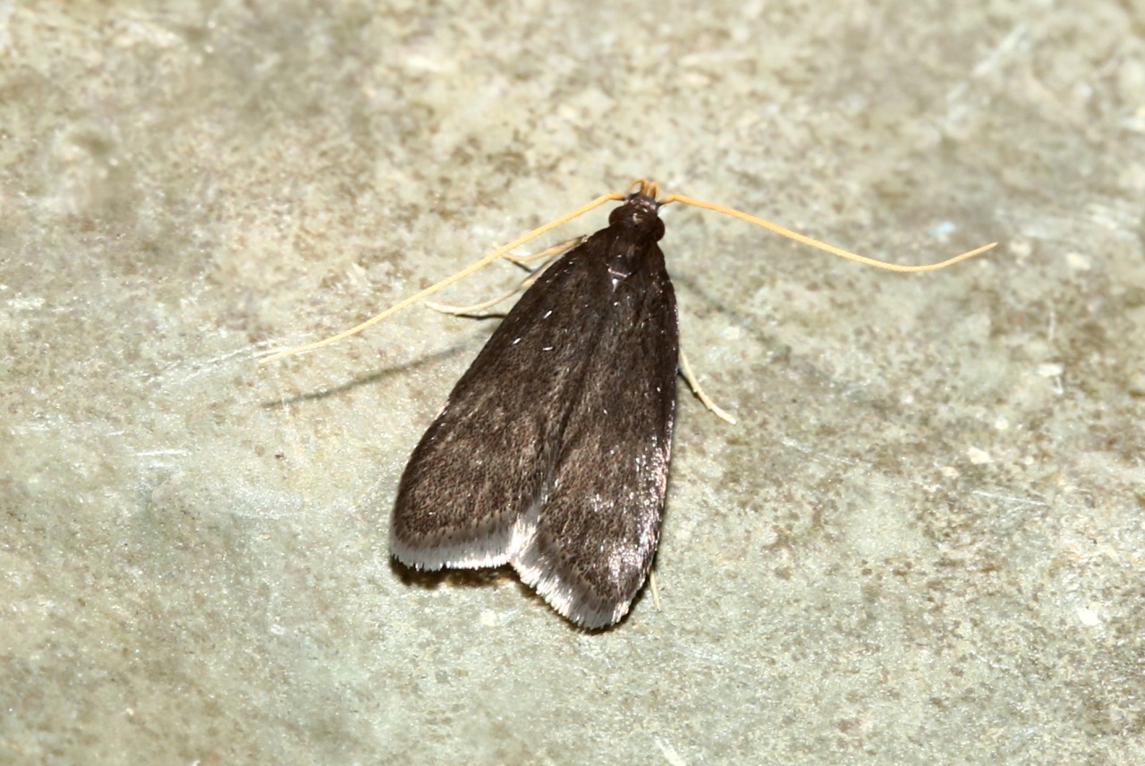 Homaloxestis briantiella (Turati, 1879)