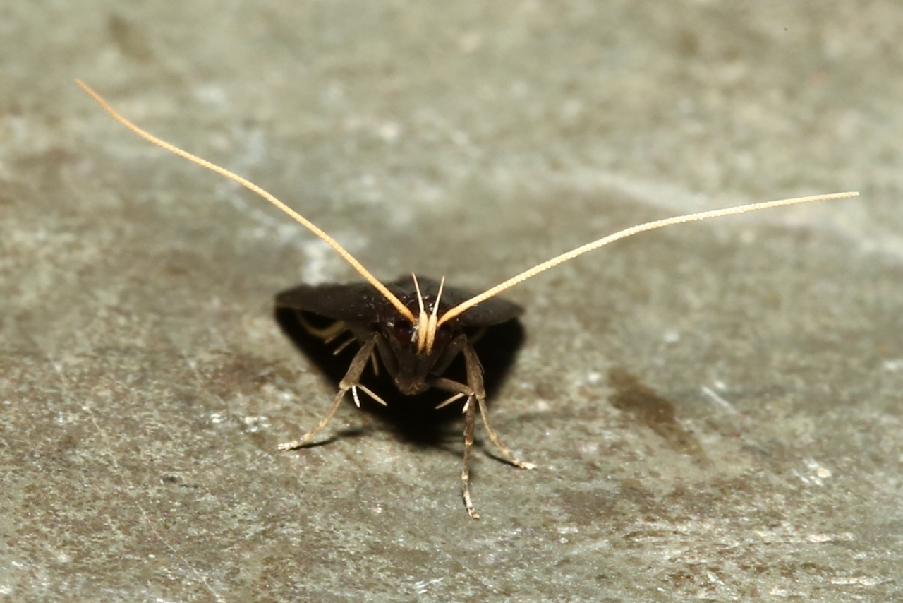 Homaloxestis briantiella (Turati, 1879)