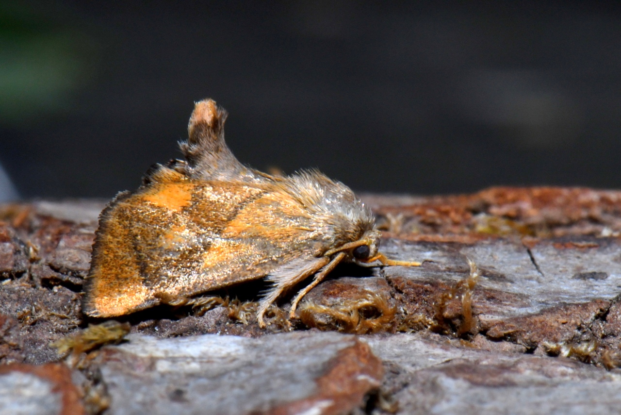 Apoda limacodes (Hufnagel, 1766) - Tortue 