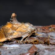 Apoda limacodes (Hufnagel, 1766) - Tortue 