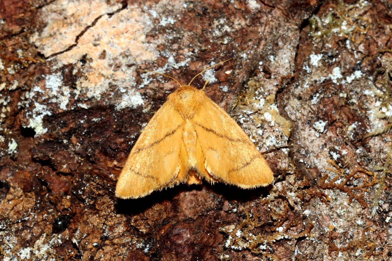 Apoda limacodes (Hufnagel, 1766) - Tortue