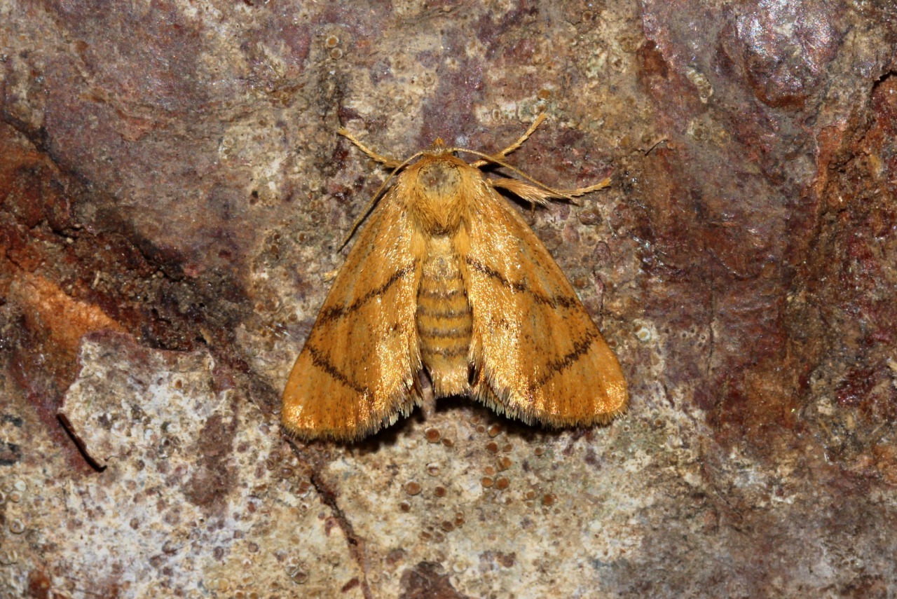 Apoda limacodes (Hufnagel, 1766) - Tortue