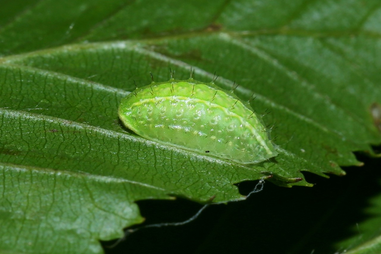 Apoda limacodes (Hufnagel, 1766) - Tortue (chenille premiers stades)