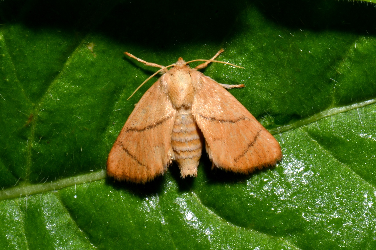 Apoda limacodes (Hufnagel, 1766) - Tortue (femelle)