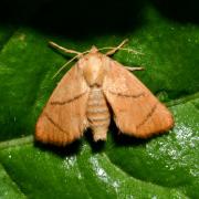 Apoda limacodes (Hufnagel, 1766) - Tortue (femelle)