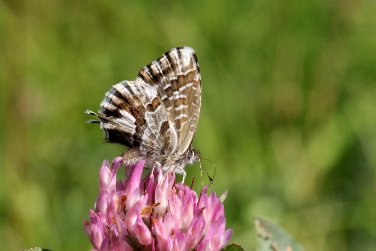 Cacyreus marshalli Butler, 1898 - Brun du Pélargonium