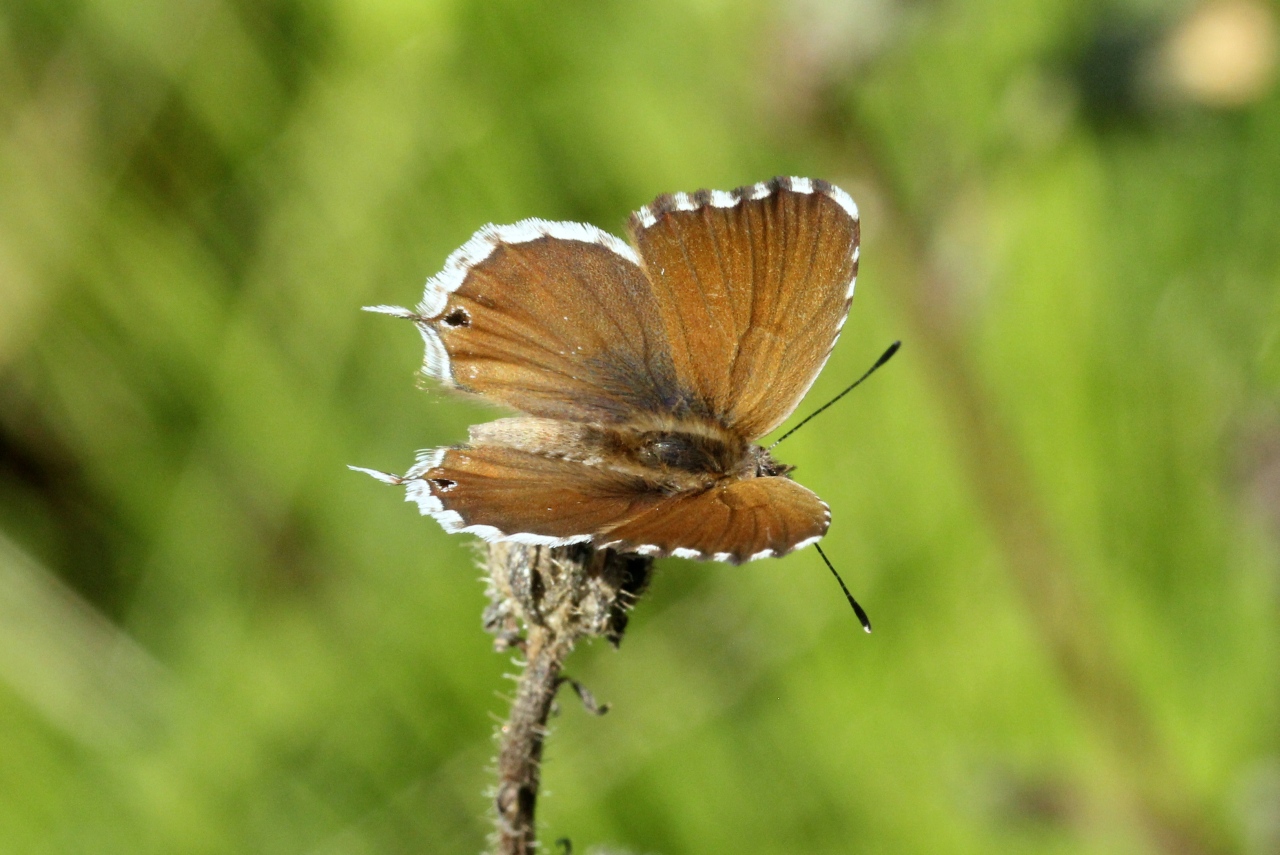 Cacyreus marshalli Butler, 1898 - Brun du Pélargonium