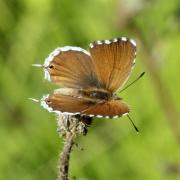 Cacyreus marshalli Butler, 1898 - Brun du Pélargonium