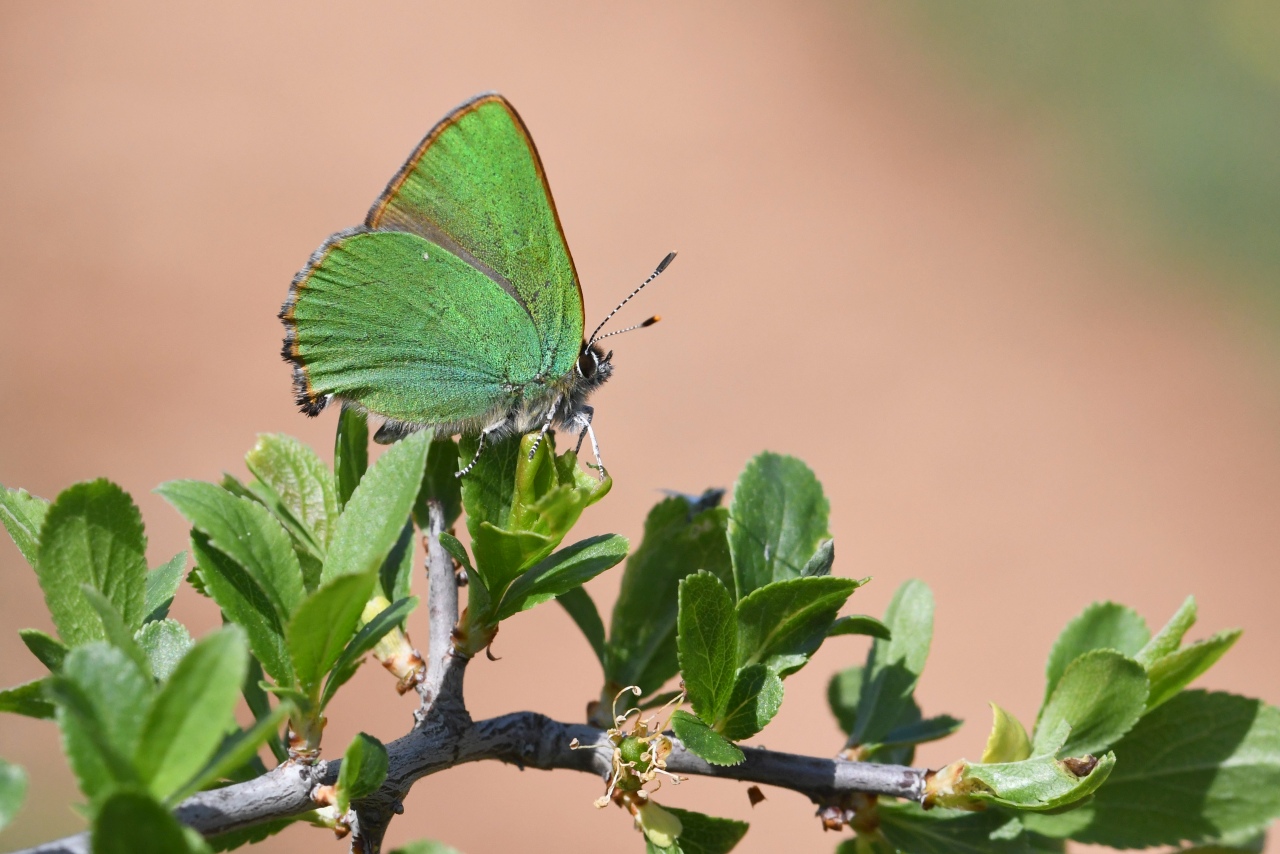 Callophrys rubi (Linnaeus, 1758) - Argus vert, Thécla de la Ronce